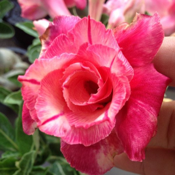 Adenium fuji lava