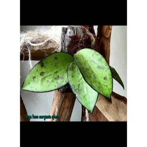 Hoya fusco marginata splash  ( rooted cutting)