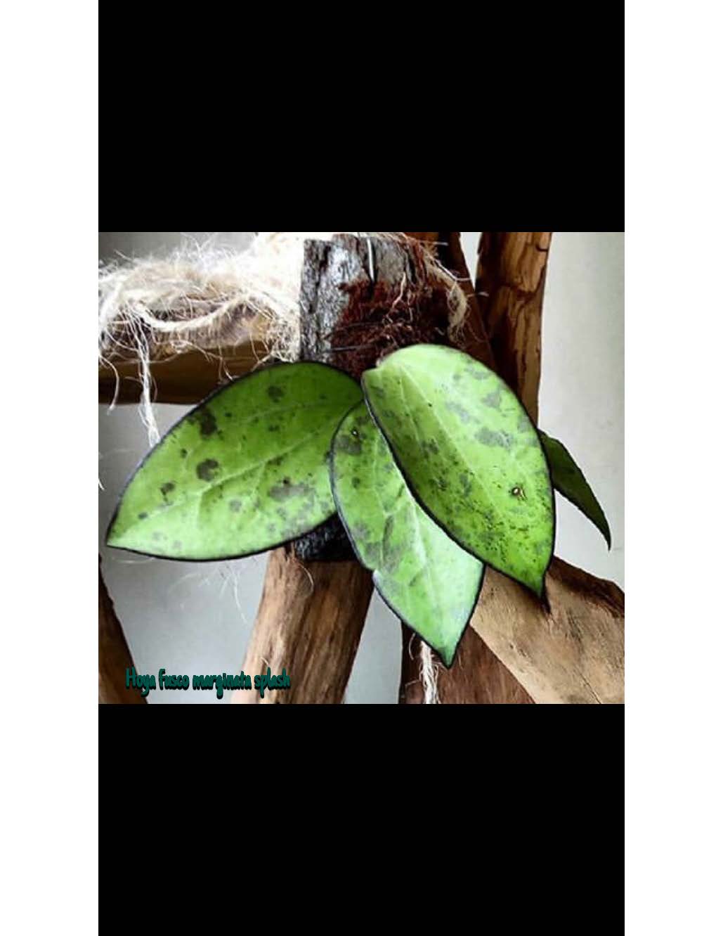 Hoya fusco marginata splash ( rooted cutting)