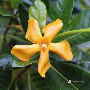 Gardenia thailandica