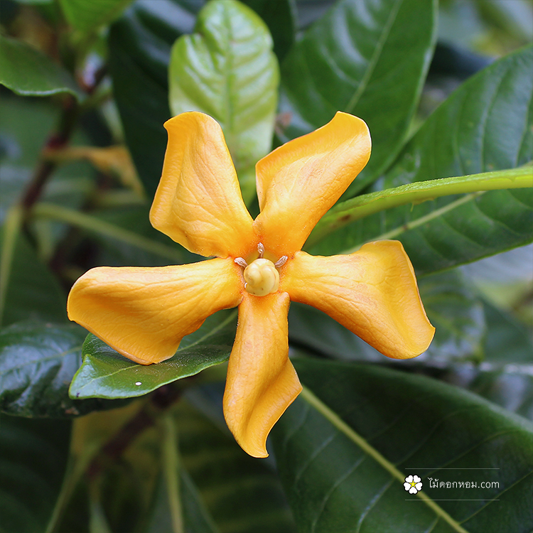 Gardenia thailandica