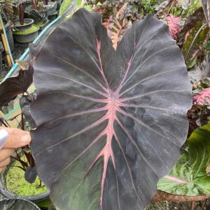 Colocasia ghost ragnarok
