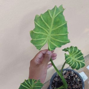 Colocasia goddess