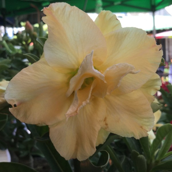 Adenium golden dragon