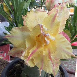 Adenium golden star