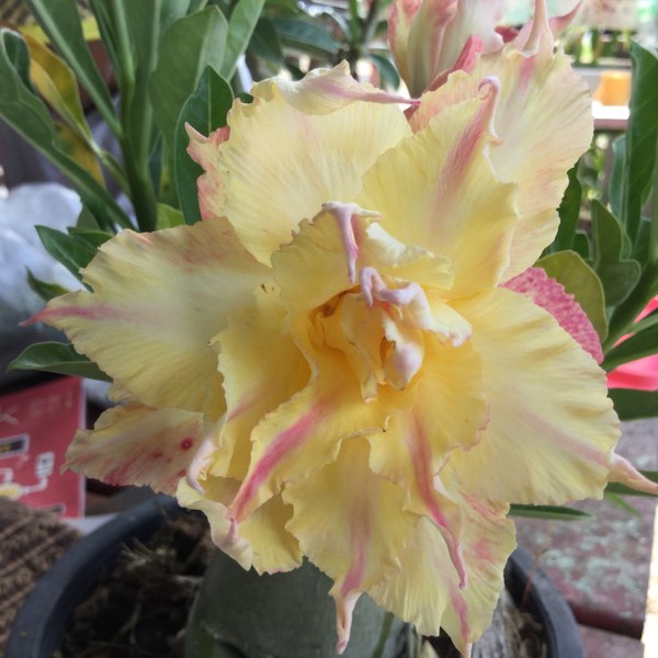 Adenium golden star