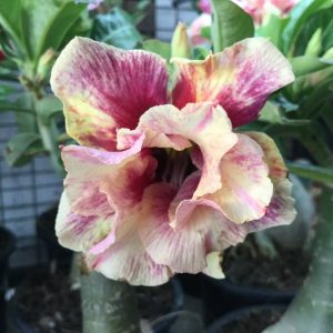 Adenium golden year