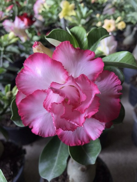 Adenium good luck