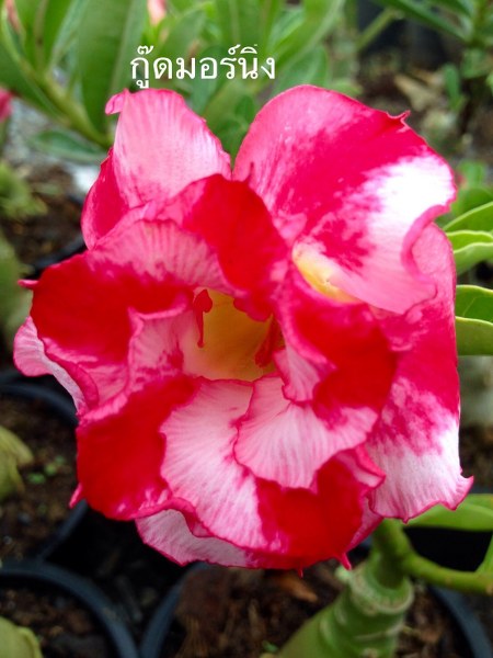 Adenium good morning