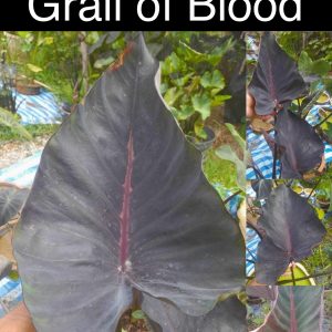 Colocasia grail of blood