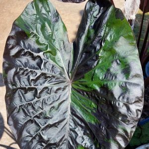 Colocasia green tiger