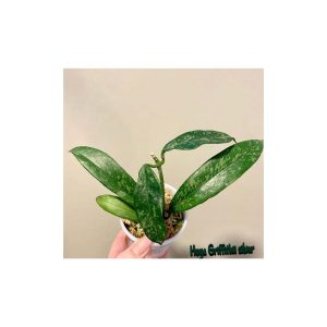 Hoya griffithii silver  ( rooted cutting )