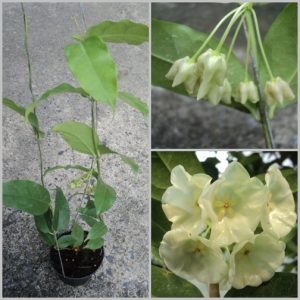 Hoya danumensis (large)