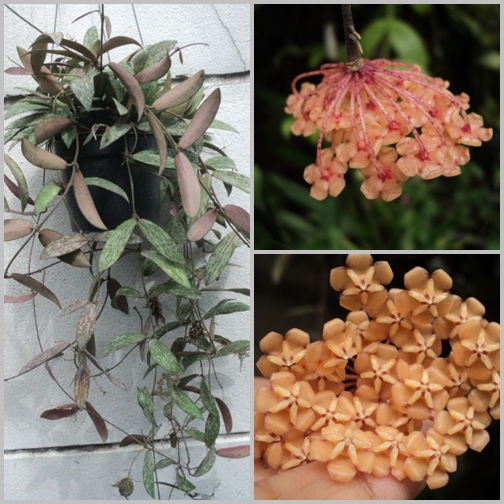 Hoya sigillatis atlas river (large)