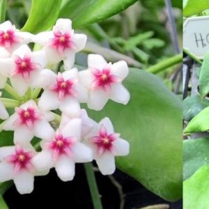 Hoya oblongata (large)