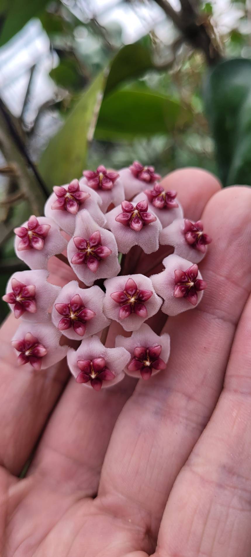 Hoya obovata (large) - Image 2