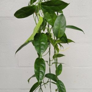 Hoya halconensis  (large)