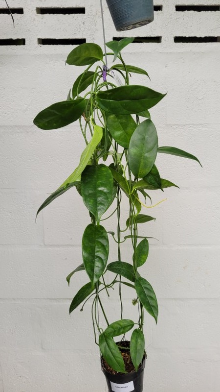 Hoya halconensis  (large)