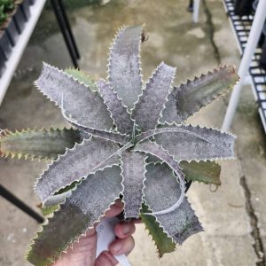 Hechtia lanata