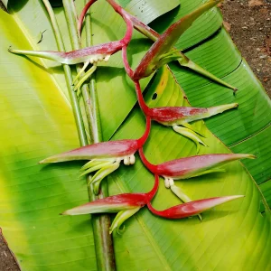 Heliconia chartacea sexy scarlet