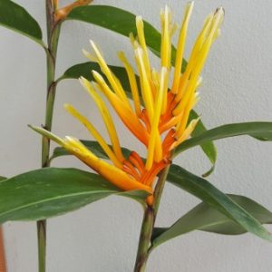 Heliconia longifolia