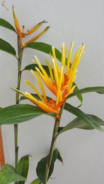 Heliconia longifolia