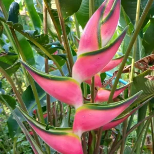 Heliconia orthotricha 'Eden Pink'