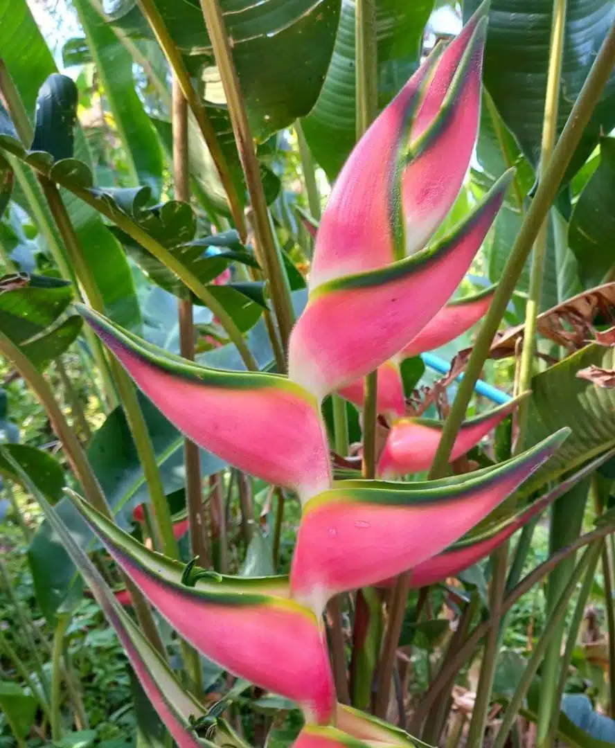 Heliconia orthotricha 'Eden Pink'