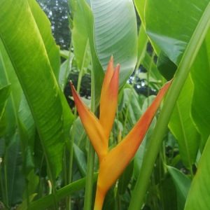 Heliconia psittacorum