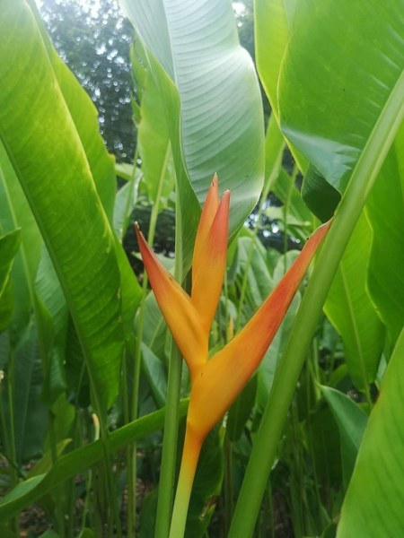Heliconia psittacorum