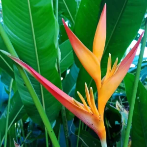 Heliconia psittacorum tropica.