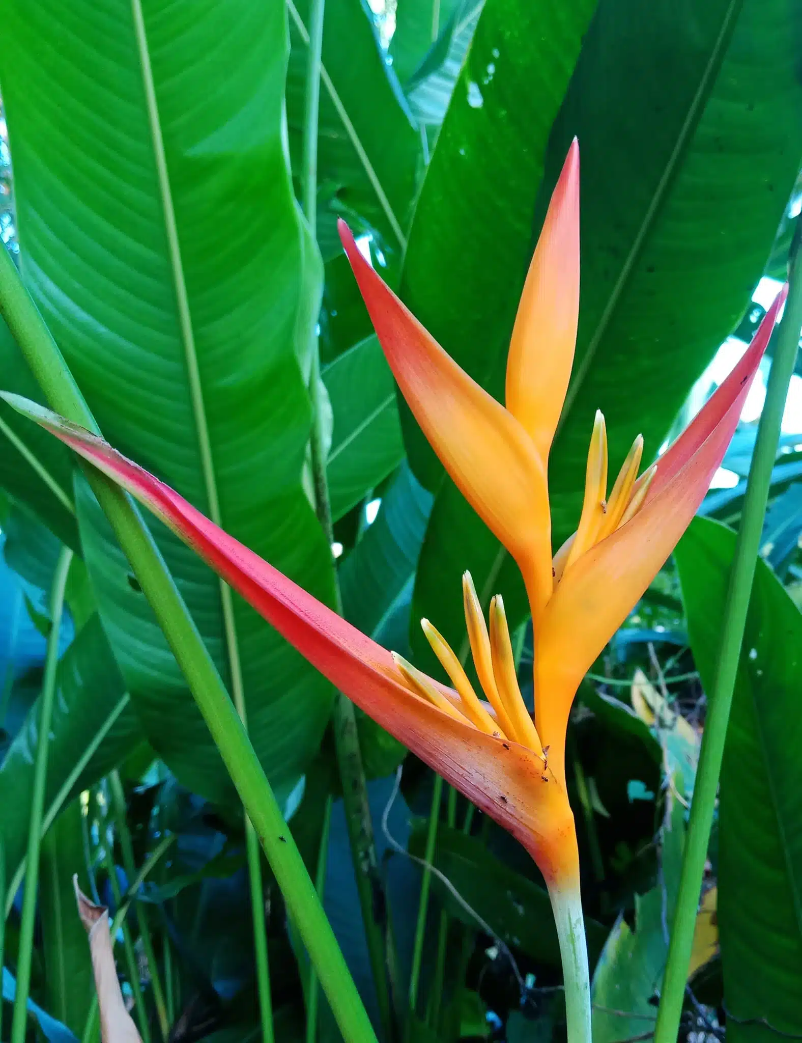 Heliconia psittacorum tropica.
