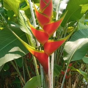 Heliconia wagneriana ‘Turbo’