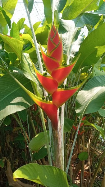Heliconia wagneriana ‘Turbo’