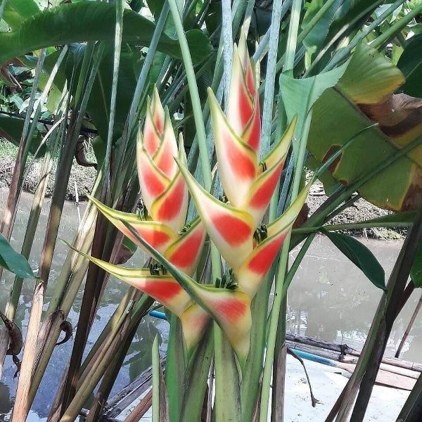 Heliconia stricta 'Dwarf Wag'