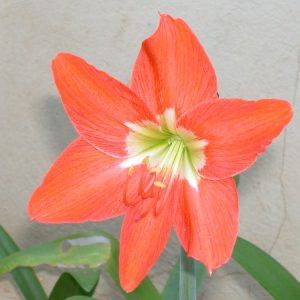 Hippeastrum puniceum