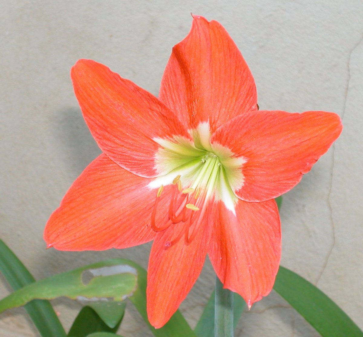 Hippeastrum puniceum