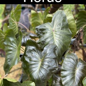 Colocasia horus