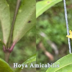 Hoya amicabilis( rooted cutting )