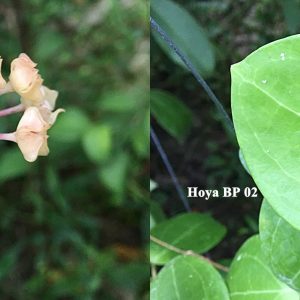 Hoya BP02 ( rooted cutting )