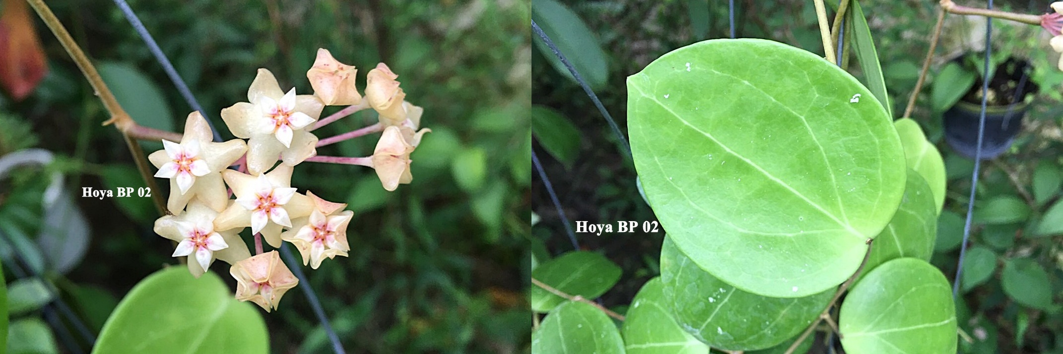 Hoya BP02 ( rooted cutting )
