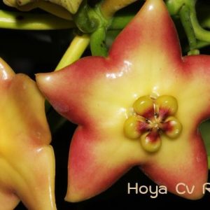 Hoya cv Ruthie (large)