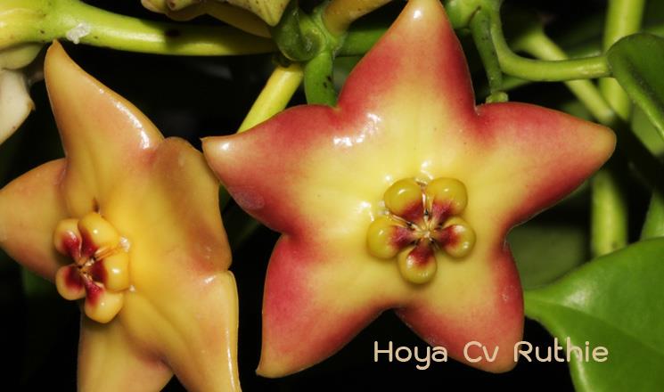 Hoya cv Ruthie ( rooted cutting )