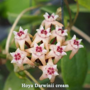 Hoya darwinii (large)