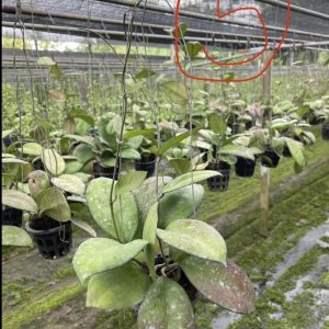 Hoya CV Joy (large)