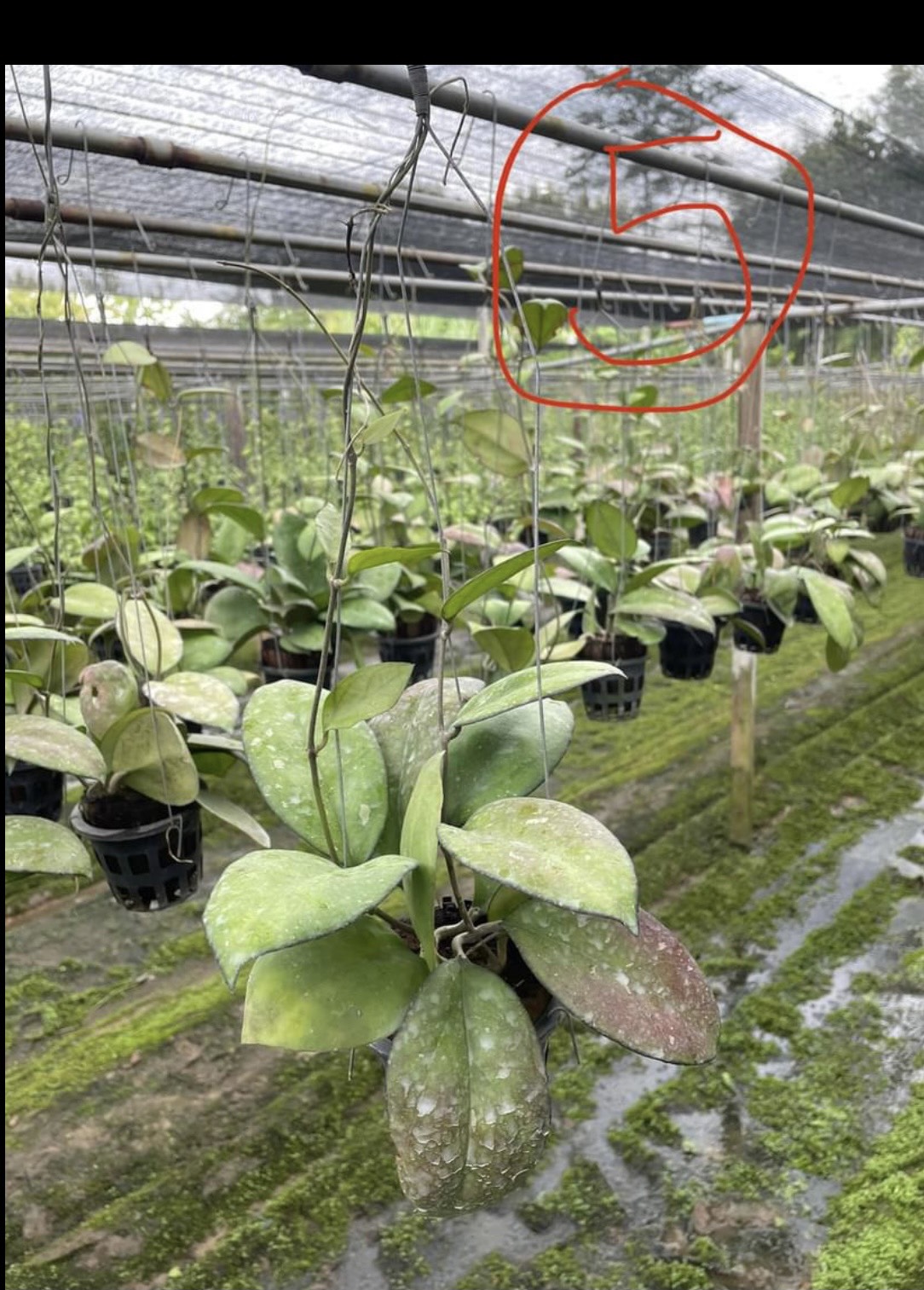 Hoya CV Joy (large)