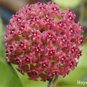 Hoya kicky ( rooted cutting )