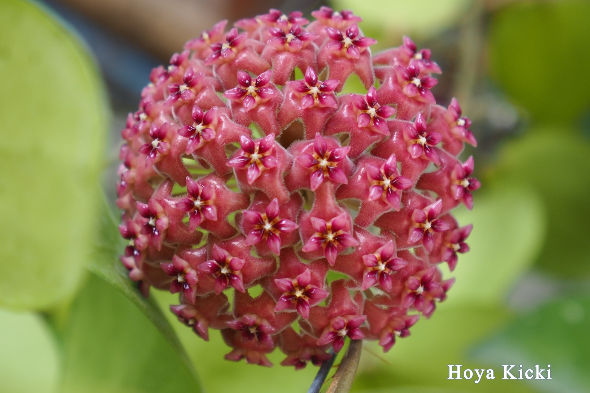 Hoya kicky ( rooted cutting )