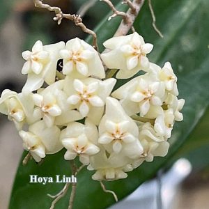 Hoya linh ( rooted cutting )