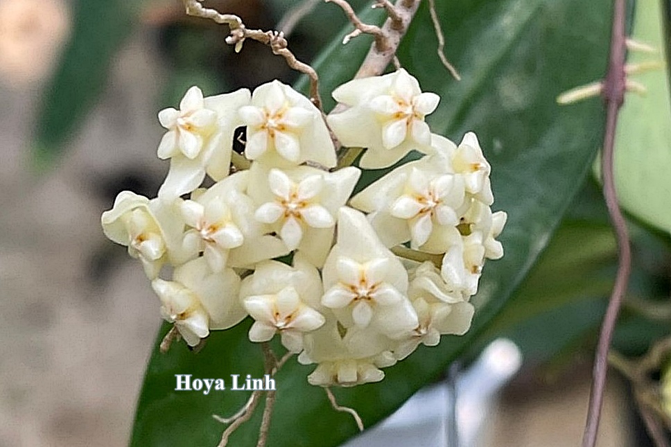 Hoya linh ( rooted cutting )
